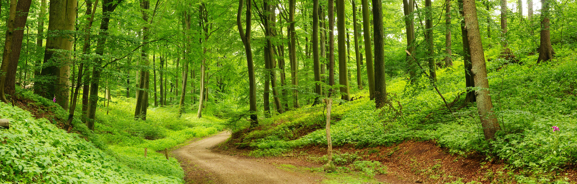 Wandern Bayerischer Wald in Bayern